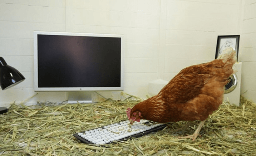 Ботанша не смогла стать физиком и съебалась в IT