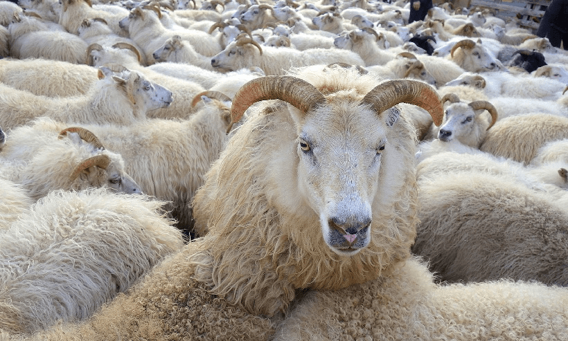 Скотолоджик кидает гребцов на последнюю зарплату