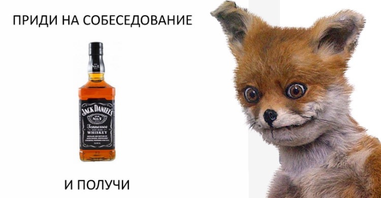 Зажравшимся айтишникам жалуют бутылку Jack Daniel’s за приход на собес