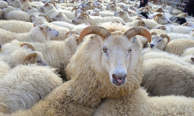 Скотолоджик кидает гребцов на последнюю зарплату