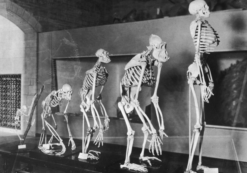 О жизненном цикле айтишника